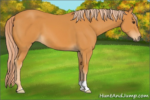 Horse Color: Palomino 
