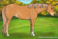 Horse Color:Palomino 