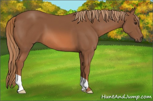Horse Color: Unknown 