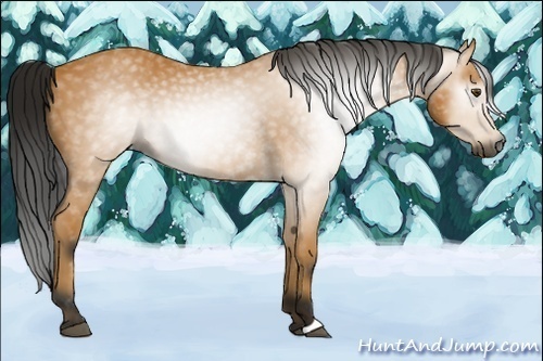 Horse Color:Gray Buckskin