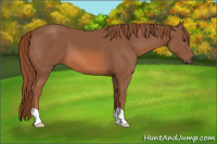 Horse Color:Chestnut 