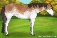 Horse Color:White Spotted Bay 