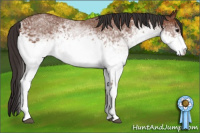 Horse Color:White Spotted Bay