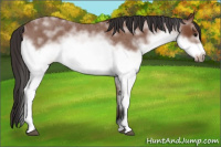 Horse Color:White Spotted Bay Roan Frame 