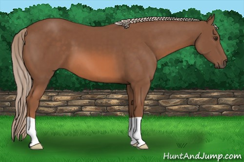 Horse Color: Chestnut 