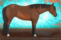 Horse Color:Bay 