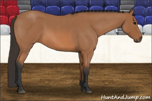 Horse Color: Bay Roan 