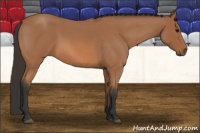Horse Color:Bay Roan 