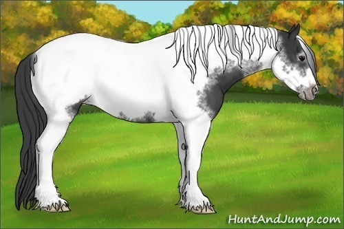 Horse Color:Black Tobiano Frame Appaloosa 
