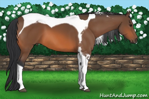 Horse Color:Bay Tobiano
