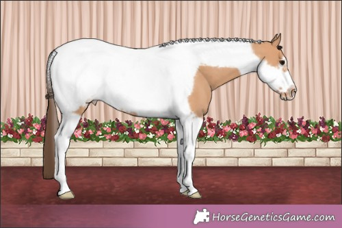Horse Color:Bay Dun Tobiano Frame Appaloosa 