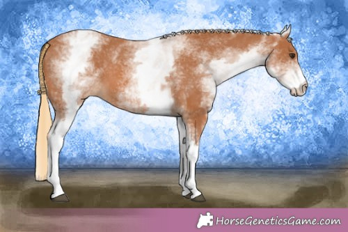 Horse Color:White Spotted Chestnut Appaloosa 