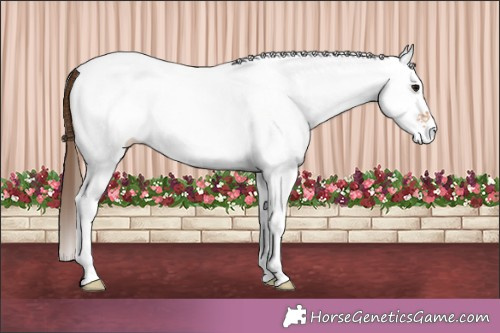 Horse Color: White Spotted Brown Dun Varnish 