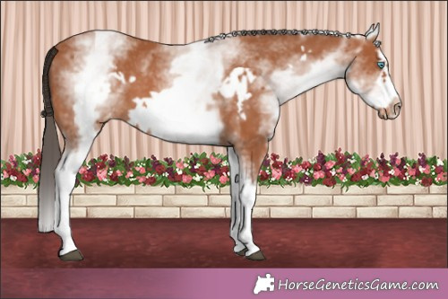 Horse Color:White Spotted Bay Splash Frame Appaloosa 