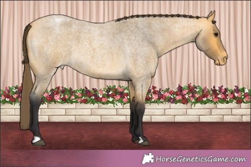 Horse Color:Buckskin Roan Appaloosa 
