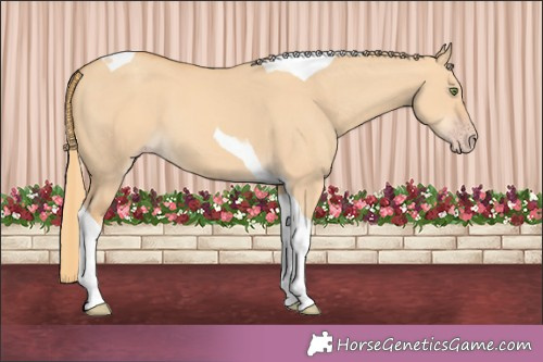 Horse Color:Gold Champagne Dun Tobiano 