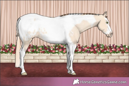 Horse Color:Gold Champagne Dun Splash Tobiano Frame Appaloosa 