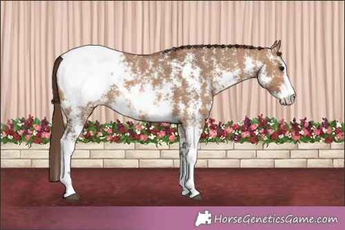 Horse Color:Bay Dun Sabino Appaloosa 