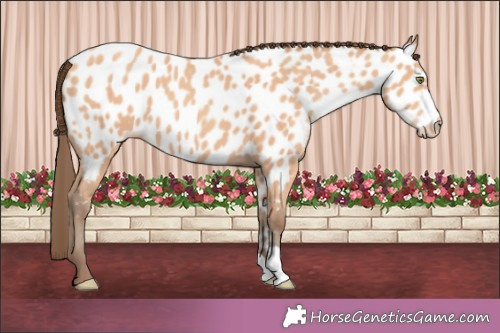 Horse Color:Amber Champagne Appaloosa 