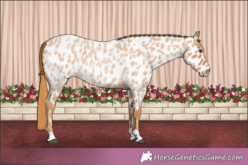 Horse Color:Red Roan Appaloosa 