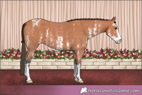 Horse Color:Bay Sabino Appaloosa 