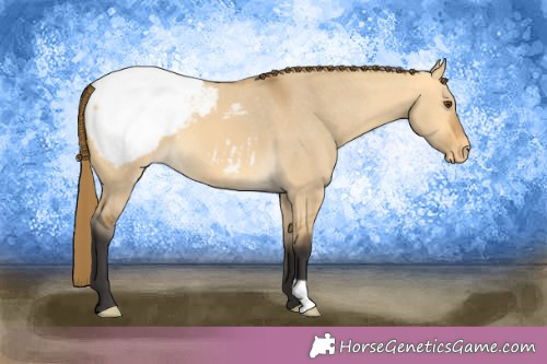 Horse Color:Buckskin Dun Appaloosa 