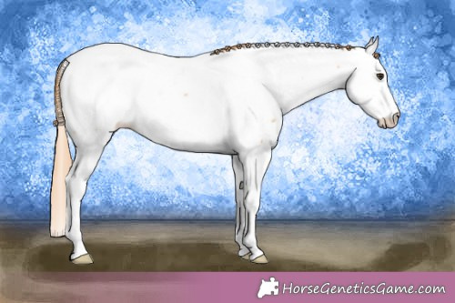 Horse Color:Red Dun Splash Appaloosa 