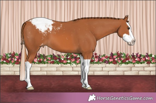 Horse Color:Chestnut Splash Appaloosa 