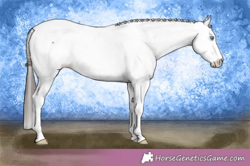 Horse Color:Bay Splash Appaloosa 