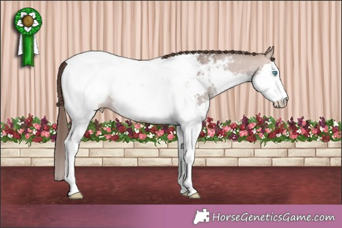 Horse Color:Amber Champagne Splash Appaloosa Rabicano 