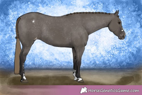 Horse Color:Smoky Grullo Appaloosa Rabicano 
