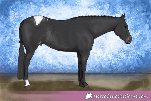 Horse Color:Black Appaloosa Rabicano 