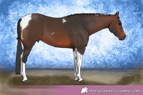 Horse Color:Brown Tobiano Frame 