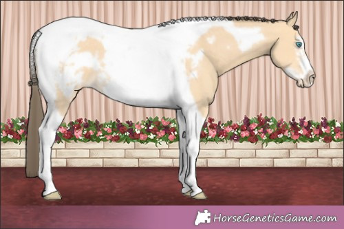 Horse Color:Buckskin Tobiano Frame Appaloosa 