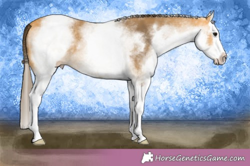 Horse Color:White Spotted Buckskin Splash Appaloosa 