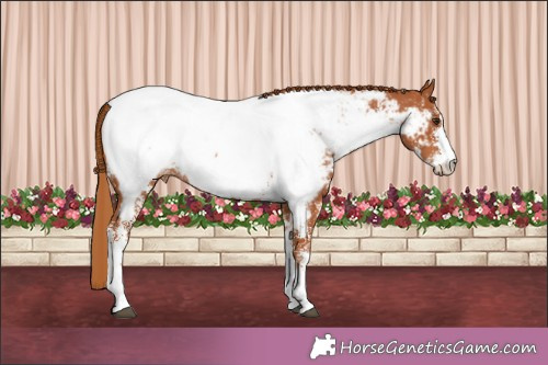 Horse Color:Chestnut Sabino Appaloosa