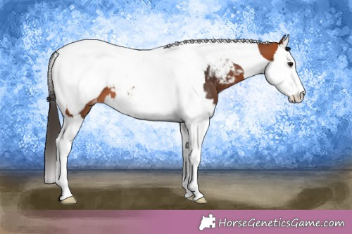 Horse Color:Bay Splash Tobiano Appaloosa 