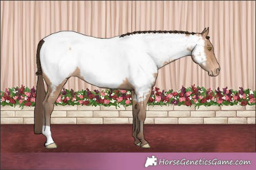 Horse Color:Amber Champagne Appaloosa 