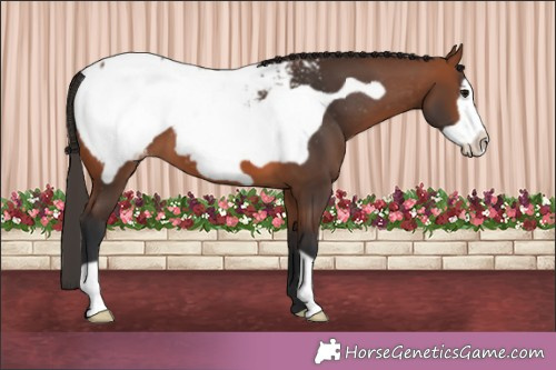 Horse Color:Bay Frame Appaloosa