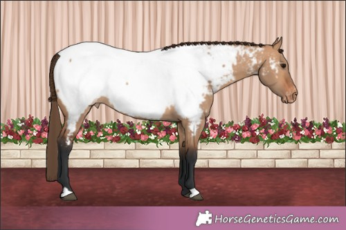 Horse Color:Bay Dun Appaloosa 