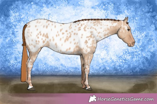 Horse Color:Red Dun Ice Appaloosa 