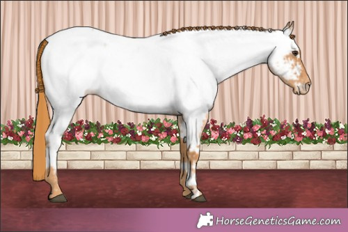 Horse Color:Red Roan Appaloosa 