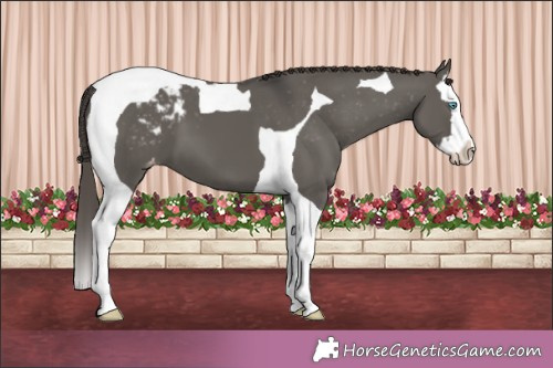 Horse Color:Grullo Splash Tobiano Appaloosa 