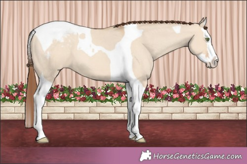 Horse Color:Amber Champagne Dun Splash Tobiano Appaloosa 