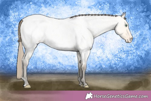 Horse Color:Amber Cream Champagne Roan Dun Appaloosa 