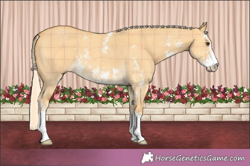 Horse Color:Plaid  Palomino Dun Sabino 