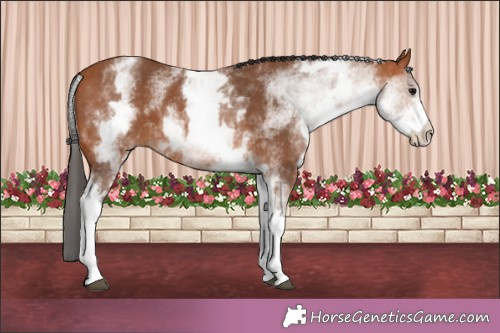 Horse Color:White Spotted Bay 