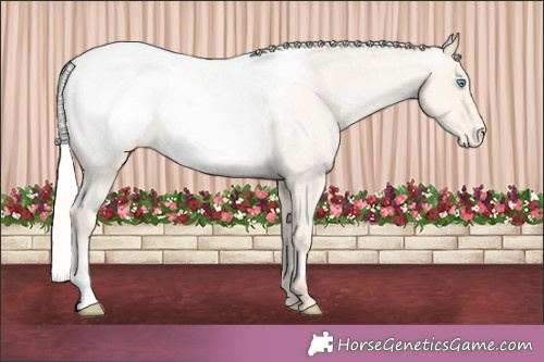 Horse Color:Silver Amber Cream Champagne Roan Pearl Appaloosa 