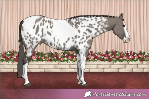 Horse Color:Grullo Splash Tobiano Appaloosa 