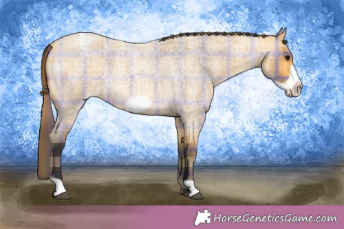 Horse Color:Plaid  Buckskin Roan Frame Appaloosa 